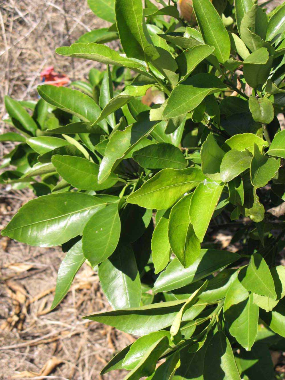              Sun leaves (Winter Haven, FL)       